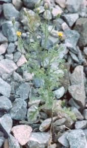 Attēlu rezultāti vaicājumam “Senecio viscosus flower”