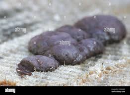 Attēlu rezultāti vaicājumam “Amaurochaete sp.”