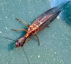 Attēlu rezultāti vaicājumam “Raphidioptera imago”