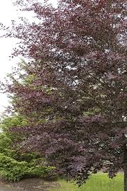 Attēlu rezultāti vaicājumam “Fagus sylvatica fo. purpurea”