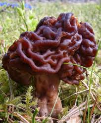Attēlu rezultāti vaicājumam “Gyromitra esculenta”