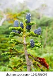 Attēlu rezultāti vaicājumam “Abies mariesii”