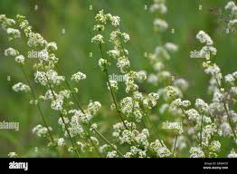 Attēlu rezultāti vaicājumam “Galium album flower”