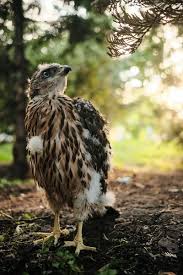 Attēlu rezultāti vaicājumam “Accipiter gentilis nest”