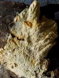 Attēlu rezultāti vaicājumam “Sistotrema confluens”