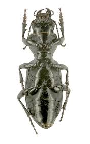 Attēlu rezultāti vaicājumam “Broscus cephalotes”