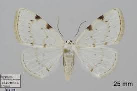 Attēlu rezultāti vaicājumam “Lomographa bimaculata”