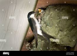 Attēlu rezultāti vaicājumam “Delichon urbicum nest”