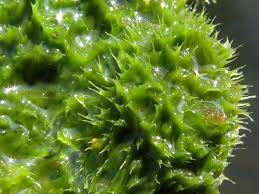 Attēlu rezultāti vaicājumam “Spongilla lacustris”