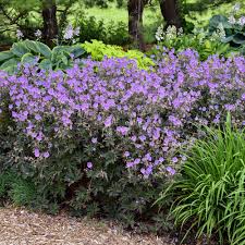 Attēlu rezultāti vaicājumam “Geranium pratense”