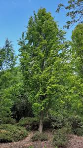 Attēlu rezultāti vaicājumam “Fagus sylvatica”