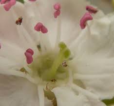 Attēlu rezultāti vaicājumam “Crataegus x macrocarpa”