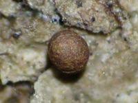 Attēlu rezultāti vaicājumam “Ophiotheca chrysosperma”