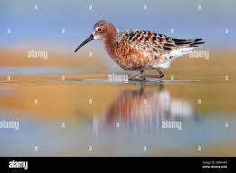 Attēlu rezultāti vaicājumam “Calidris ferruginea”