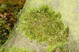 Attēlu rezultāti vaicājumam “Diderma chondrioderma”