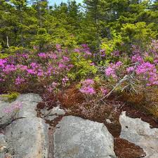 Attēlu rezultāti vaicājumam “Rhododendron canadense”