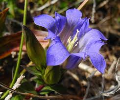 Image result for Campanula affinis