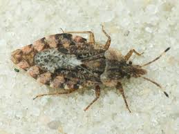 Attēlu rezultāti vaicājumam “Aradus betulae”