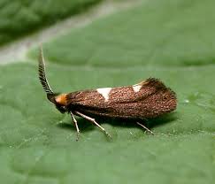 Attēlu rezultāti vaicājumam “Incurvariidae”