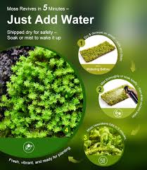 Attēlu rezultāti vaicājumam “Thuidium”