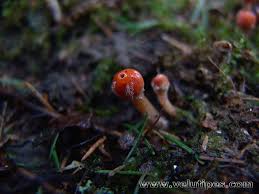 Attēlu rezultāti vaicājumam “Microstoma protracta”