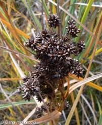 Attēlu rezultāti vaicājumam “Cladium mariscus bud”