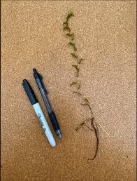 Attēlu rezultāti vaicājumam “Potamogeton perfoliatus flower”