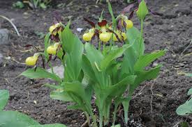 Attēlu rezultāti vaicājumam “Cypripedium calceolus flower”