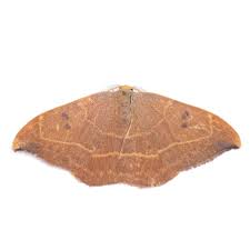 Attēlu rezultāti vaicājumam “Watsonalla binaria”