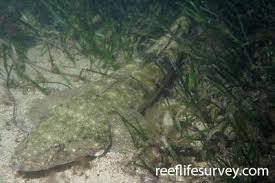 Image result for Platycephalus richardsoni