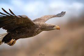Image result for Haliaeetus albicilla