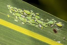Attēlu rezultāti vaicājumam “Aphididae”