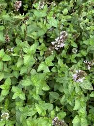 Image result for Menta x piperita