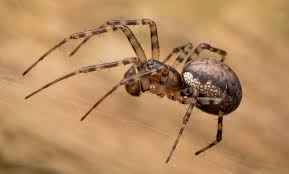 Attēlu rezultāti vaicājumam “Neriene montana”