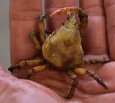 Attēlu rezultāti vaicājumam “Cribraria costata macro”