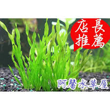 「扭蘭」的圖片搜尋結果