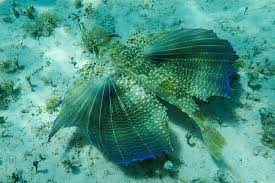 Image result for Dactylopterus volitans