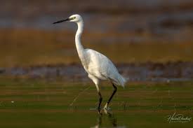 Image result for Egretta garzetta