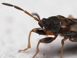 Attēlu rezultāti vaicājumam “Scolopostethus thomsoni”