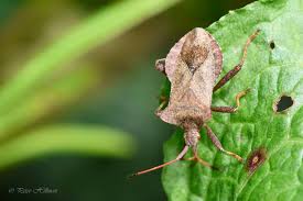 Attēlu rezultāti vaicājumam “Coreus marginatus imago”