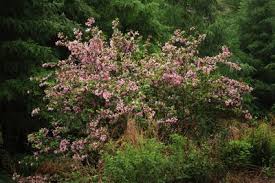 Attēlu rezultāti vaicājumam “Weigela praecox”