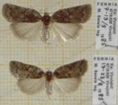 Attēlu rezultāti vaicājumam “Nycteola degenerana”