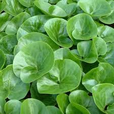 Attēlu rezultāti vaicājumam “Asarum europaeum”