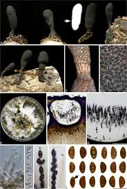 Attēlu rezultāti vaicājumam “Xylaria”