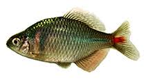 Image result for Cyprinus multitaeniatus