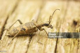 Attēlu rezultāti vaicājumam “Rhagium mordax”