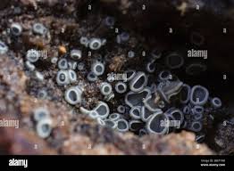 Attēlu rezultāti vaicājumam “Mollisia cinerea”