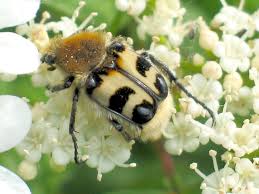 Attēlu rezultāti vaicājumam “Trichius fasciatus”
