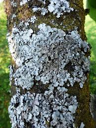 Attēlu rezultāti vaicājumam “Phaeophyscia orbicularis”