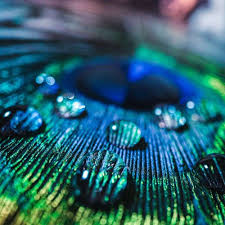 Attēlu rezultāti vaicājumam “macro”